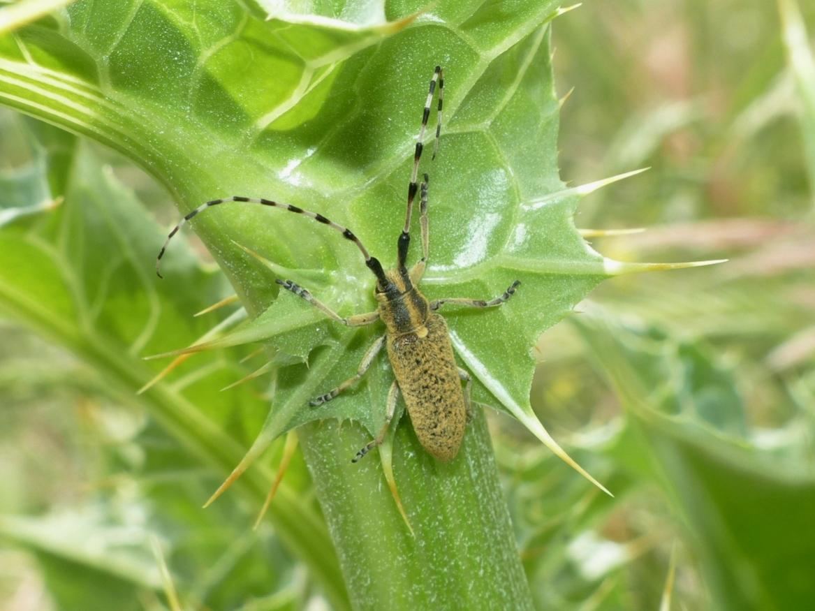 Agapanthia sicula malmerendii